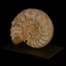 Fossile ammonite Perisphinctes
